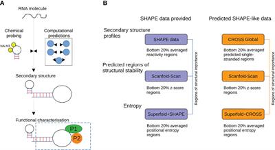 RNAvigator: A Pipeline to Identify Candidates for Functional RNA Structure Elements